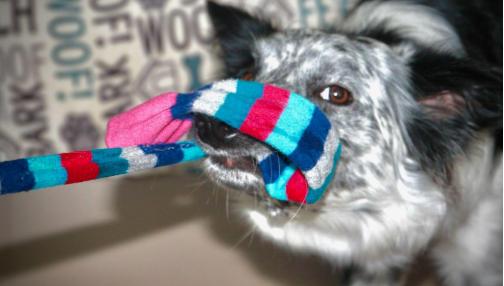 Czy szarpak dla psa to najlepsza zabawka?